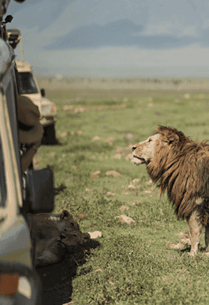 Safari & Wildlife