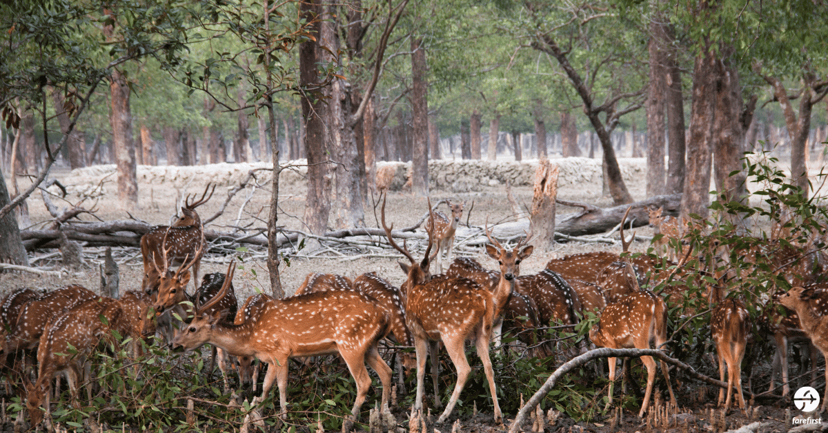 sundarbans-mangrove-forest